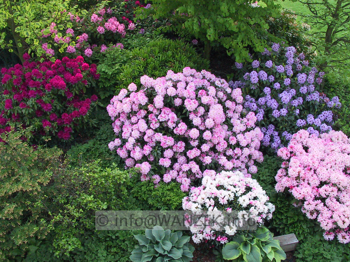 Rhododendron insigne Brigitte 03.JPG